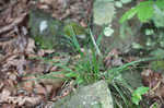 Willdenow's sedge